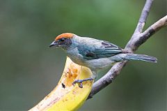 Scrub Tanager